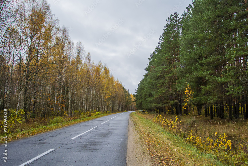 Fototapeta premium Autumn asphalt road line passing through the forest