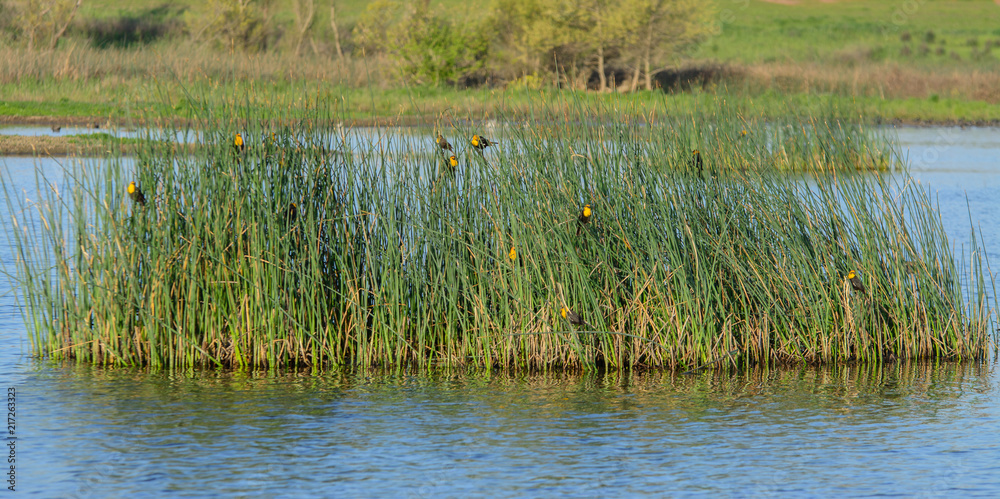 Flock of tiny birds settling in pond grass Flock of tiny birds settling in pond grass