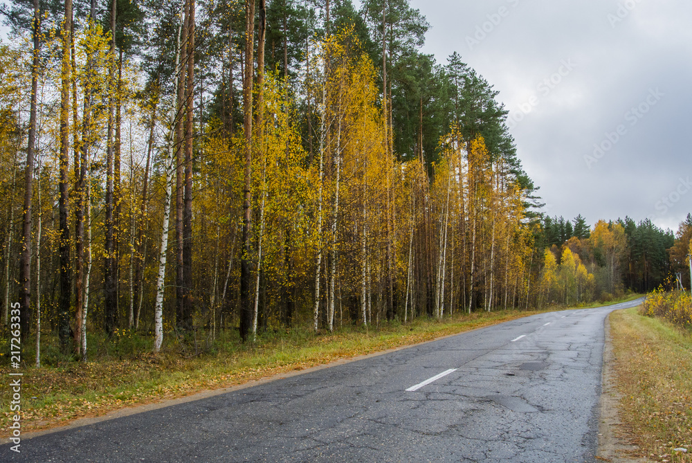 Autumn asphalt road line passing through the forest