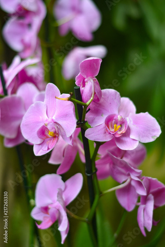 Fototapeta Naklejka Na Ścianę i Meble -  Orquídea rosa