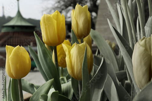 Slika na platnu A yellow and black and white tulips in flowerbed in Prague city as decoration