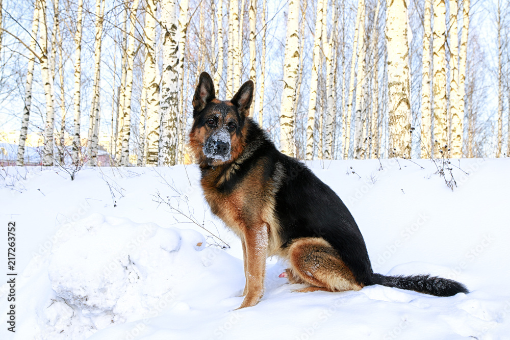 how do german shepherds do in winter