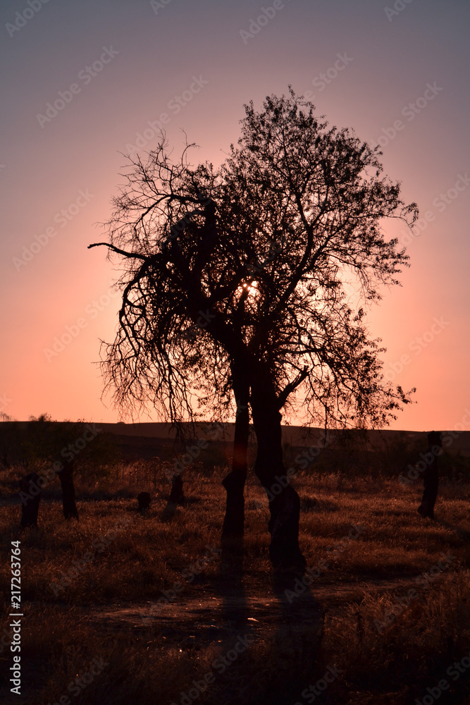 Árbol en Fresno de Torote, Madrid, al atardecer