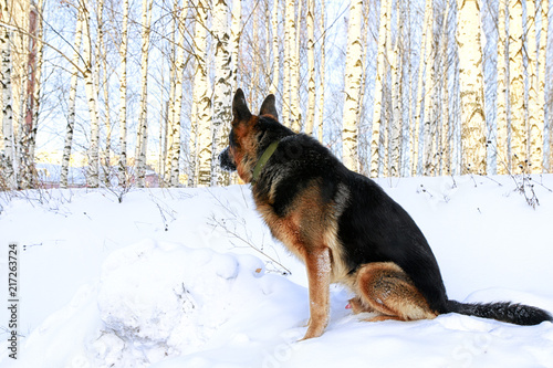 Dog German Shepherd on snow in a winter day © keleny