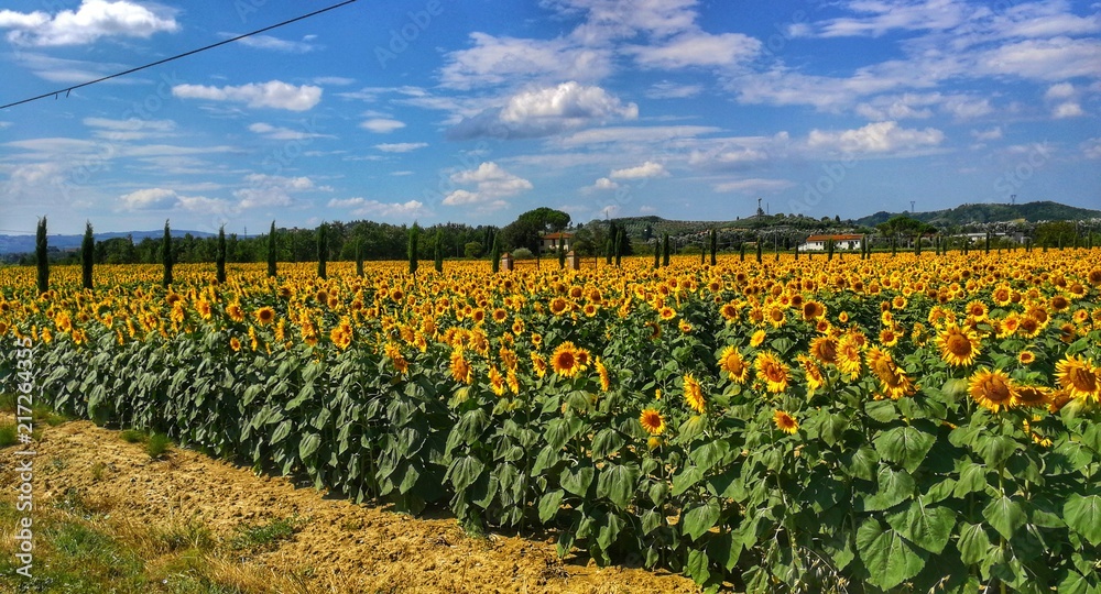 Campo girasoli gialli Campo girasoli gialli