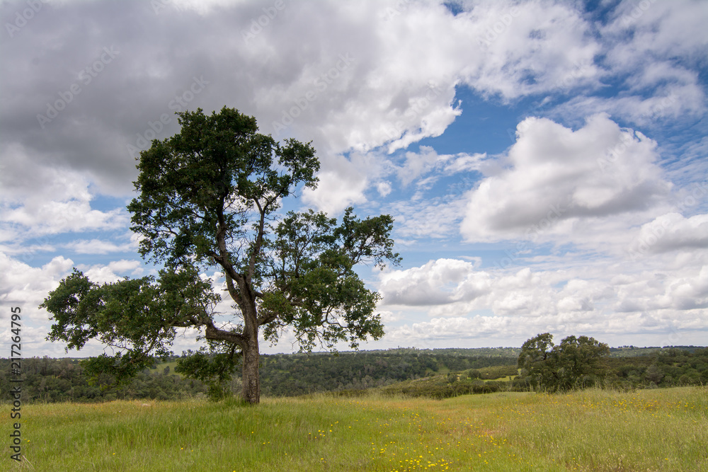 Tranquil summer valley with trees Tranquil summer valley with trees