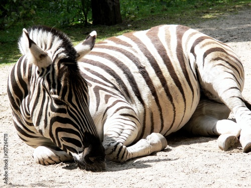Schlafendes Zebra
