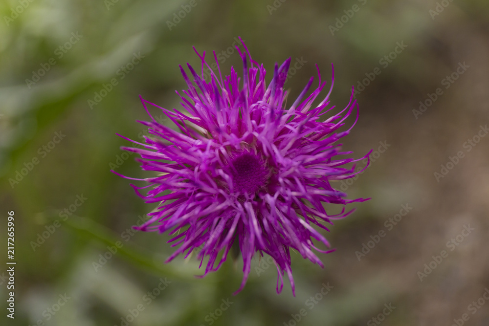 Closeup purple flower of onopordum acanthium on blur green background. Wiolet wild flower macro background. Closeup purple flower of onopordum acanthium on blur green background. Wiolet wild flower macro background.