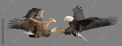 Photo Fight of two eagles