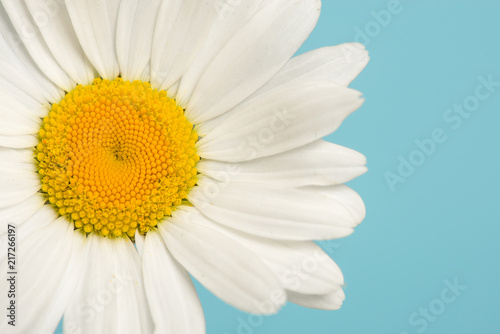 Close up of a great white daisy on a blue background