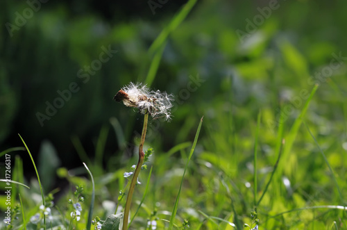 Fototapeta Naklejka Na Ścianę i Meble -  Photo of dandelion close-up on natural blurred background.
