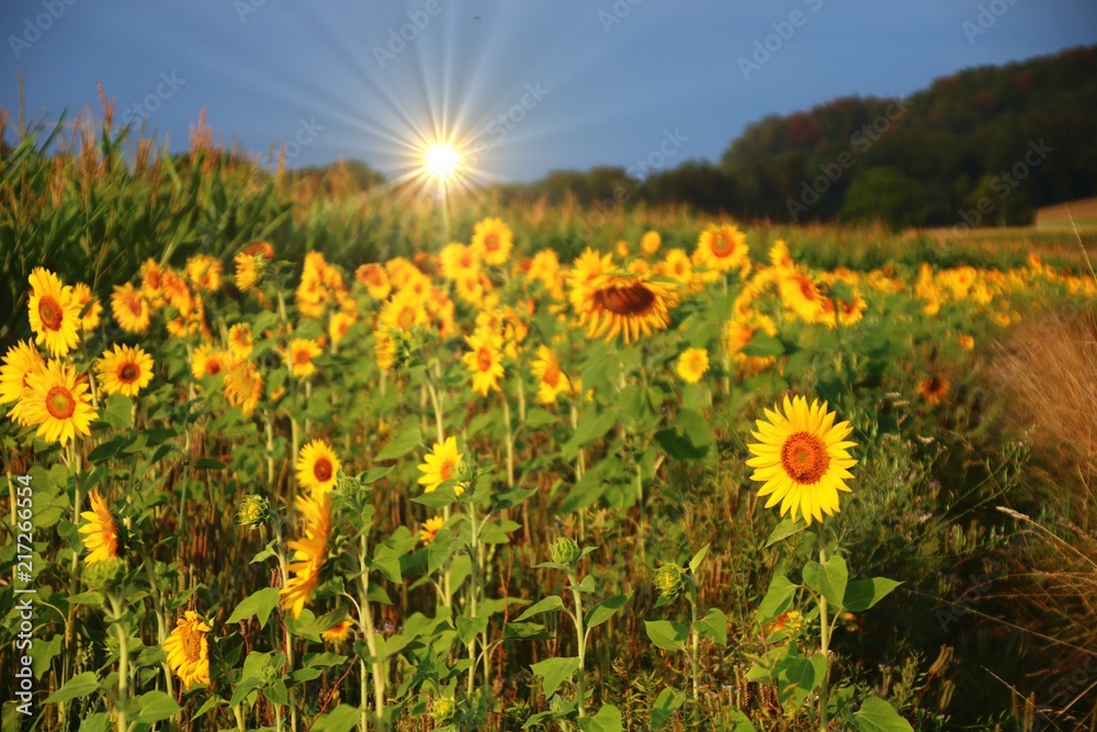 Obraz premium randstreifen sonnenblumen bienennahrung