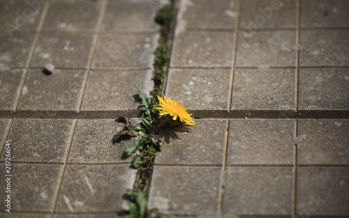 Fototapeta Naklejka Na Ścianę i Meble -  A photo of a yellow dandelion flower growing on a stone tile. The life force of wild weeds. Natural blurred background.