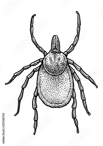 Tick illustration, drawing, engraving, ink, line art, vector