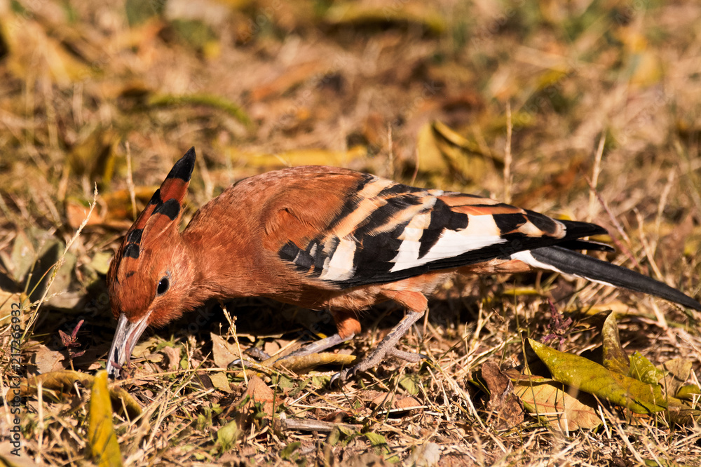 African Hoopoe foraging and probing for insects in the dead foliage African Hoopoe foraging and probing for insects in the dead foliage