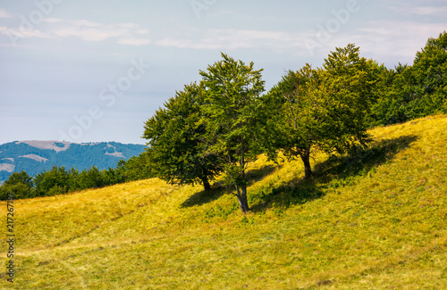 beech trees on a grassy hill. lovely scenery with distant mountain