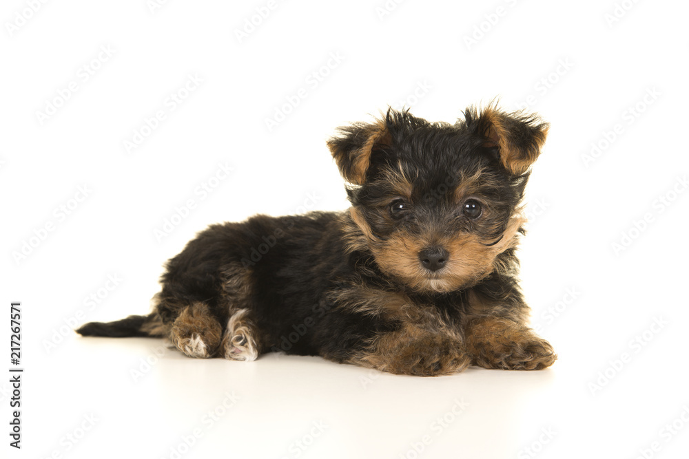 Cute yorkshire terrier, yorkie puppy lying down seen from the side looking at the camera on a white background Cute yorkshire terrier, yorkie puppy lying down seen from the side looking at the camera on a white background