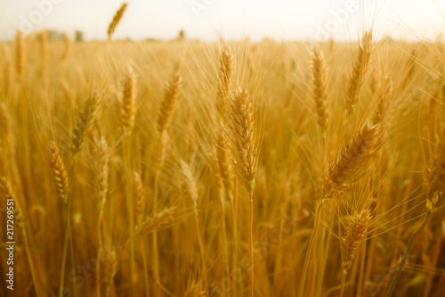 Concept of rich harvesting  wheat