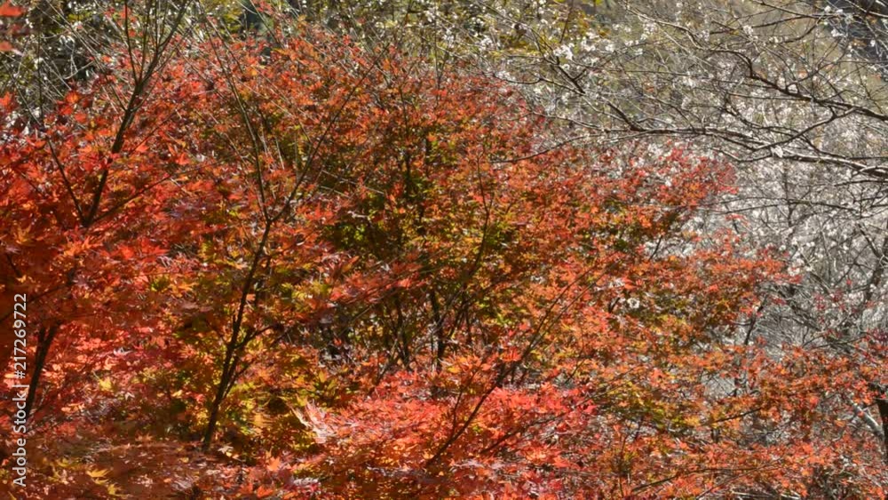 Fall in fine weather, colored leaves with autumn leaves and cherry blossoms in autumn Fall in fine weather, colored leaves with autumn leaves and cherry blossoms in autumn