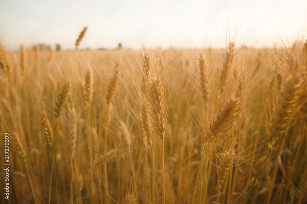 Golden wheats field