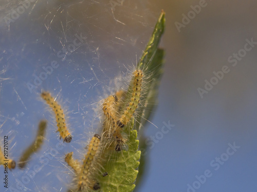 fluffy caterpillars on a silvery background of cobwebs