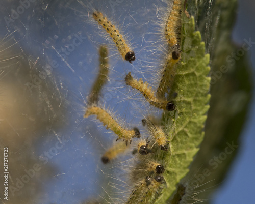 fluffy caterpillars on a silvery background of cobwebs