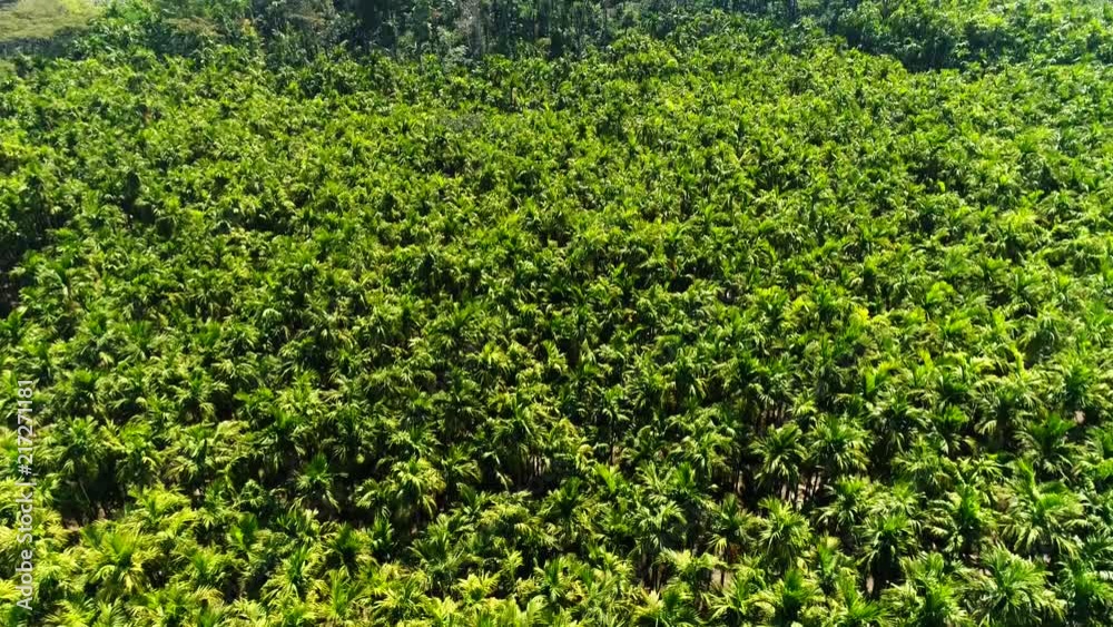 Aerial view flying over a beautiful forest and coffee plantation filmed by drone in Kutta Karnataka India Aerial view flying over a beautiful forest and coffee plantation filmed by drone in Kutta Karnataka India