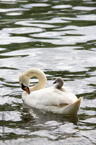 A baby swan (cygnet) is sleeping on mother's back on the river