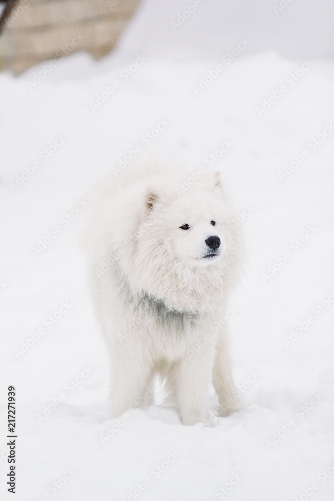 Dog Samoyed stands on the snow
