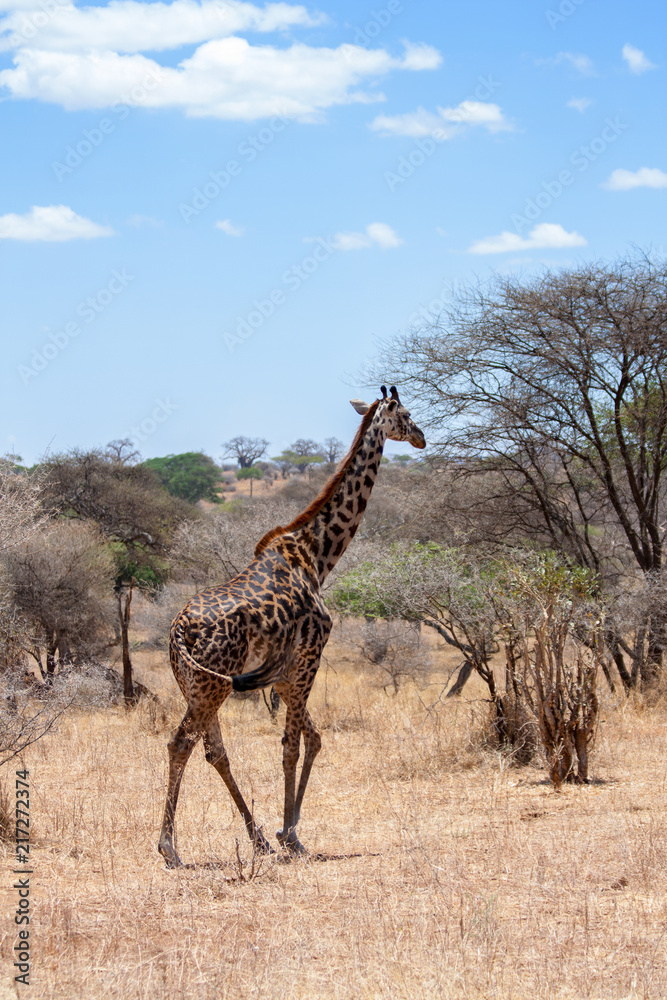 Giraffe in the safari Serengeti National Park, Tanzania Giraffe in the safari Serengeti National Park, Tanzania