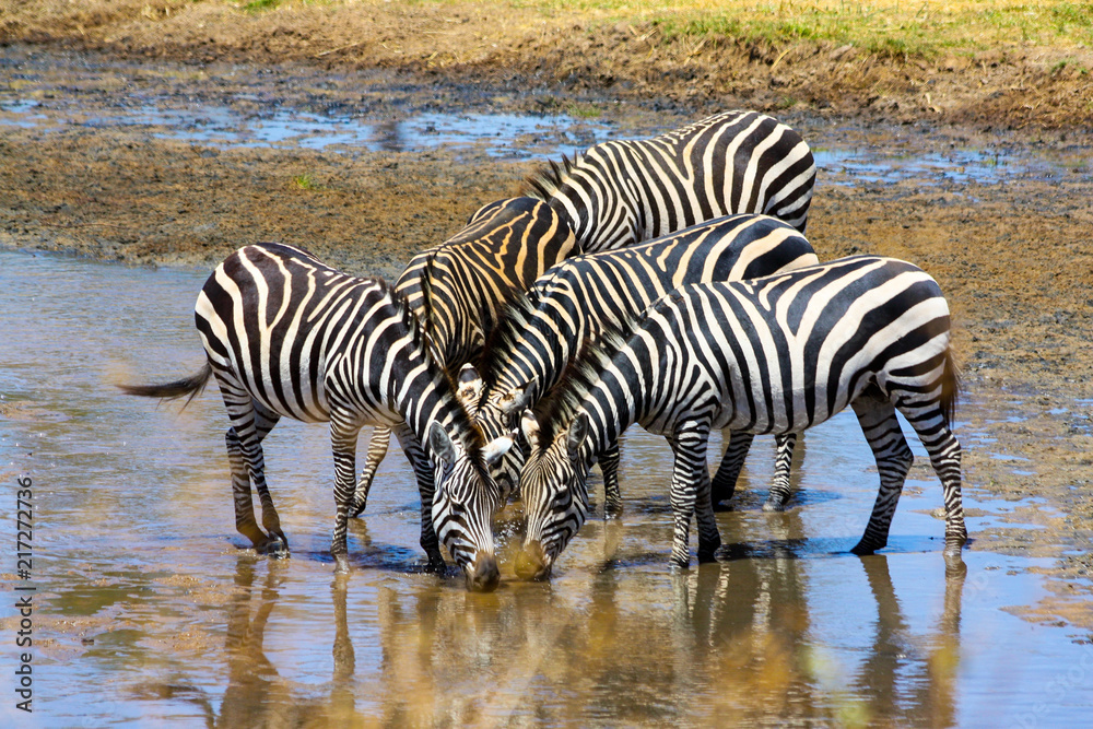Zebra group is drinking water in a shallow river, Serengeti National Park, Africa Zebra group is drinking water in a shallow river, Serengeti National Park, Africa
