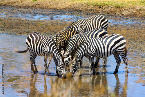 Zebra group is drinking water in a shallow river, Serengeti National Park, Africa