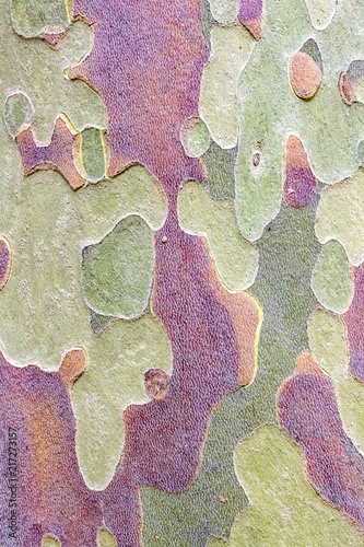 Platanus or plane tree peeling off mottled bark, texture background