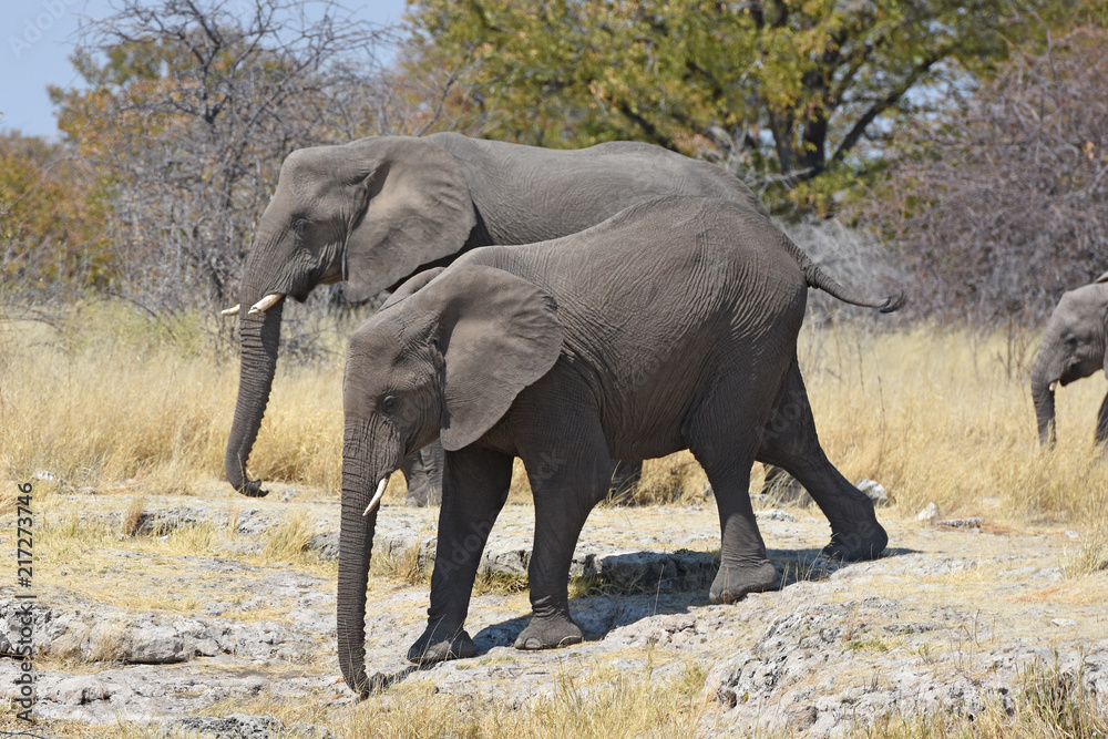 Obraz premium afrikanische Elefanten (loxodonta africana) im Etosha Nationalpark