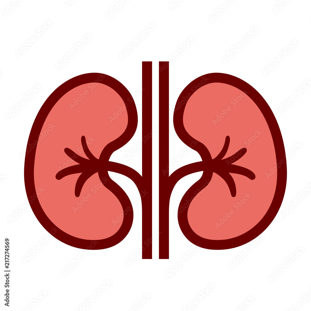 Kidneys Vector Cartoon Stock Vector 