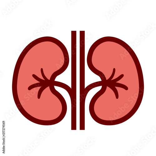 Kidneys vector cartoon
