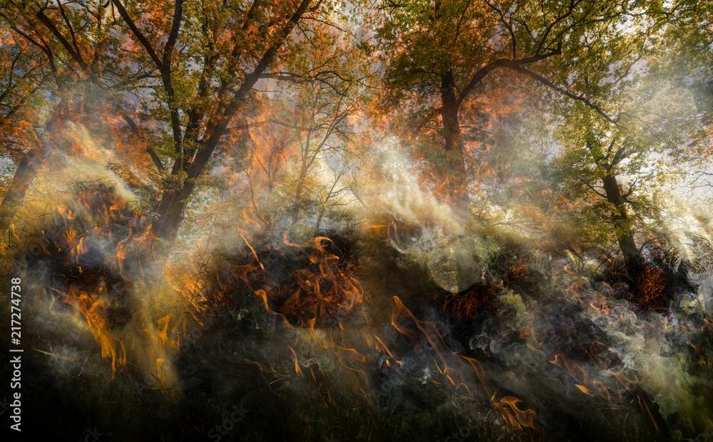 forest with old big trees in fire - flames and smoke