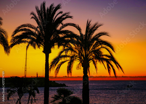 Palm Trees On The Beach