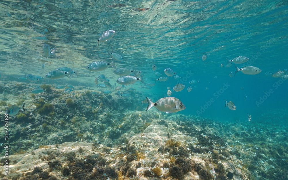 Fototapeta premium A shoal of fishes (saddled and white seabream fish) in shallow water between water surface and rock, Mediterranean sea, Denia, Alicante, Costa Blanca, Spain