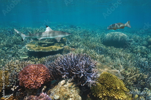 Colorful coral reef underwater with a blacktip reef shark and a coral trout grouper, Pacific ocean, New Caledonia, Oceania