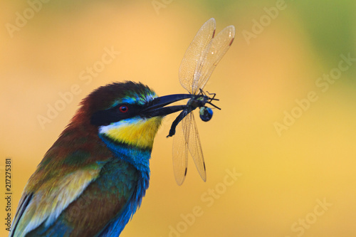 bee-eater with dragonflies in its beak sitting in the shade