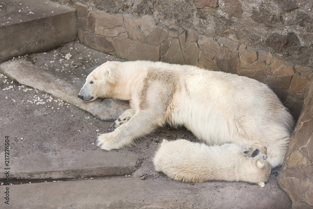 Cute polar bear with cub in zoological garden Cute polar bear with cub in zoological garden