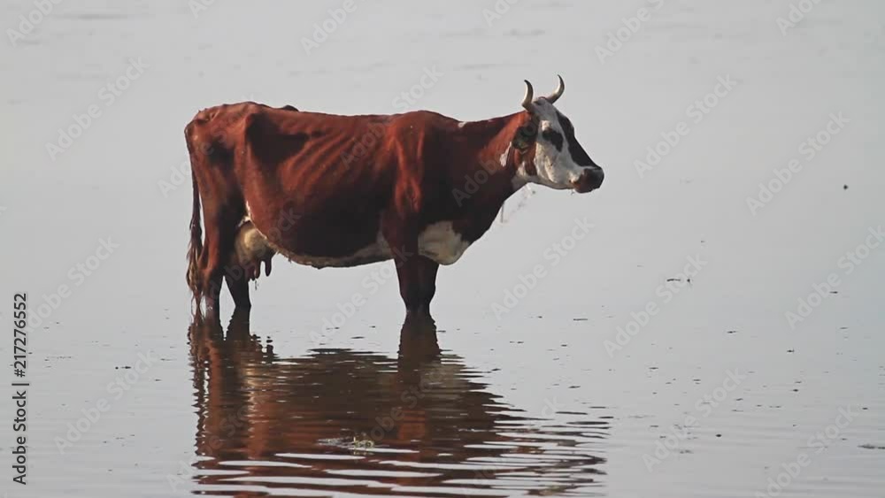 cow stands in water