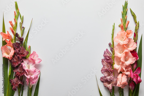 Canvas-taulu close-up view of beautiful pink and violet gladioli flowers on grey background