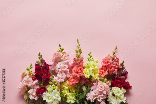 Fényképezés beautiful fresh blooming decorative gladioli flowers on pink background