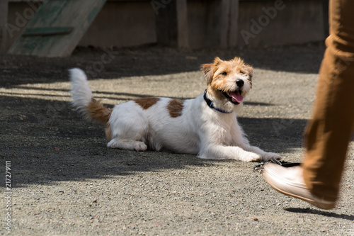 Jack Russell Terrier dog close-up, summer, outdoor. photo