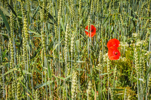 Close up green classes of wheat (Triticum, Poaceae, Gramineae, bread wheat) cultivated for seed, cereal grain, three red corn poppy on the side. Agriculture and farming. photo