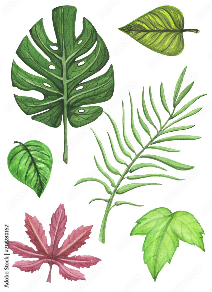 Watercolor set with exotic  leaf element. Hand drawn illustration on  white background  isolated