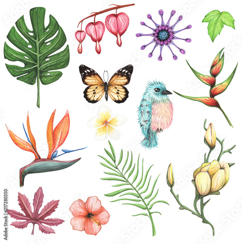 Watercolor set with exotic  flowers and leaf element. Hand drawn illustration on  white background  isolated