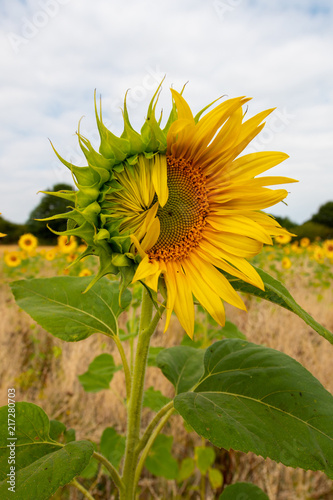 sunflower